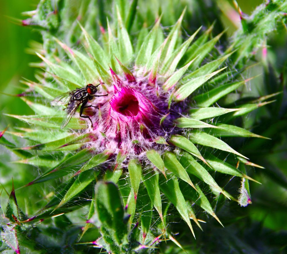 Silberdistel