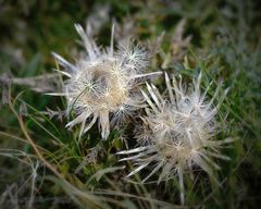 Silberdistel