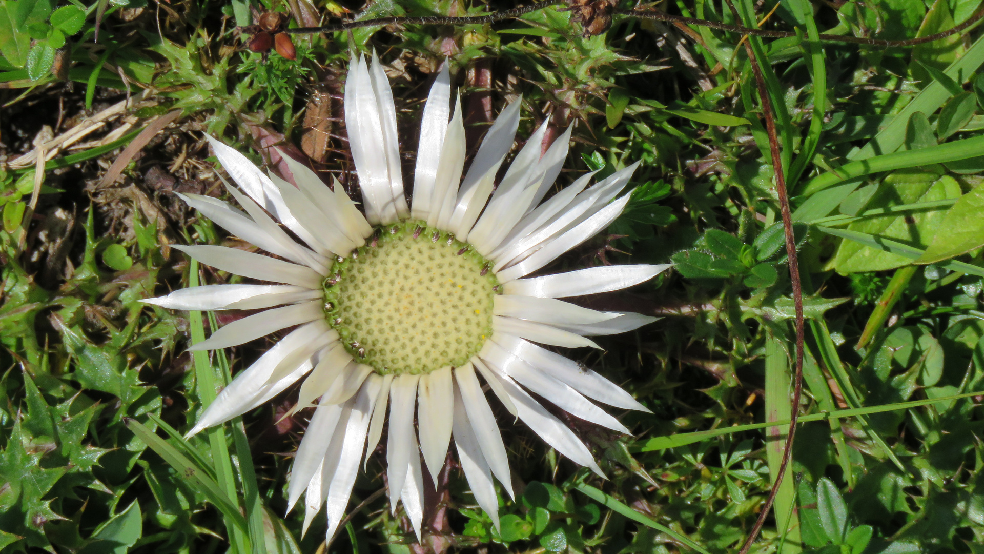 Silberdistel...