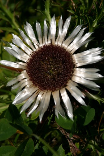 Silberdistel