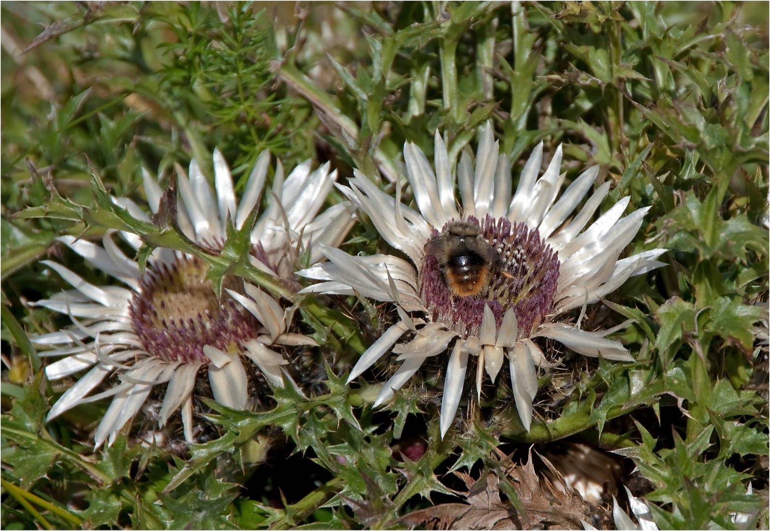 Silberdistel