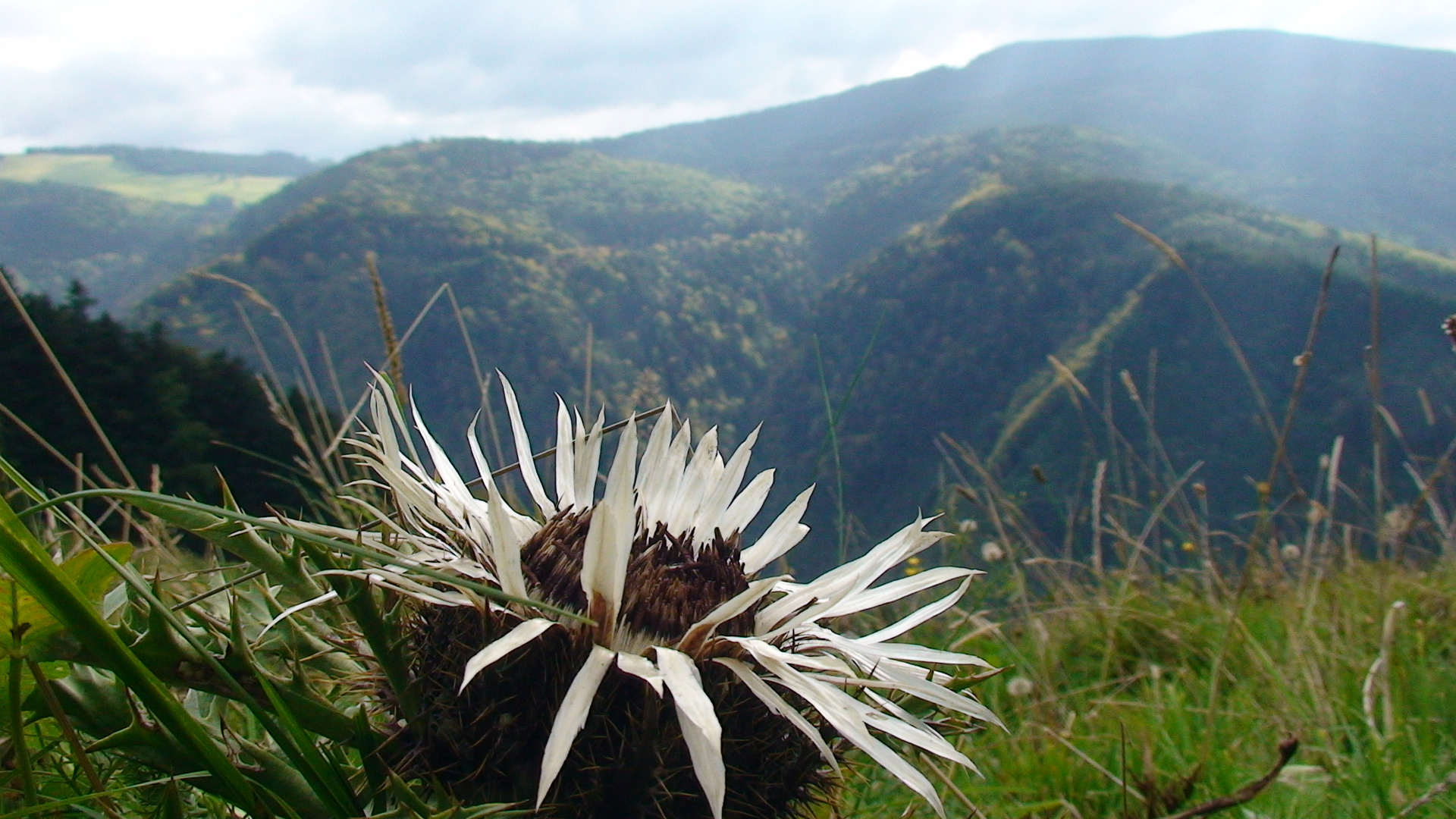 Silberdistel