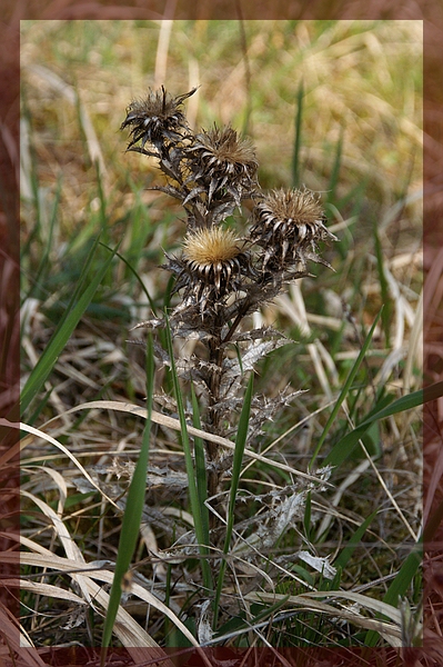 Silberdistel