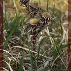 Silberdistel