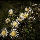 Silberdistel-Bukett