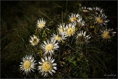 Silberdistel-Bukett