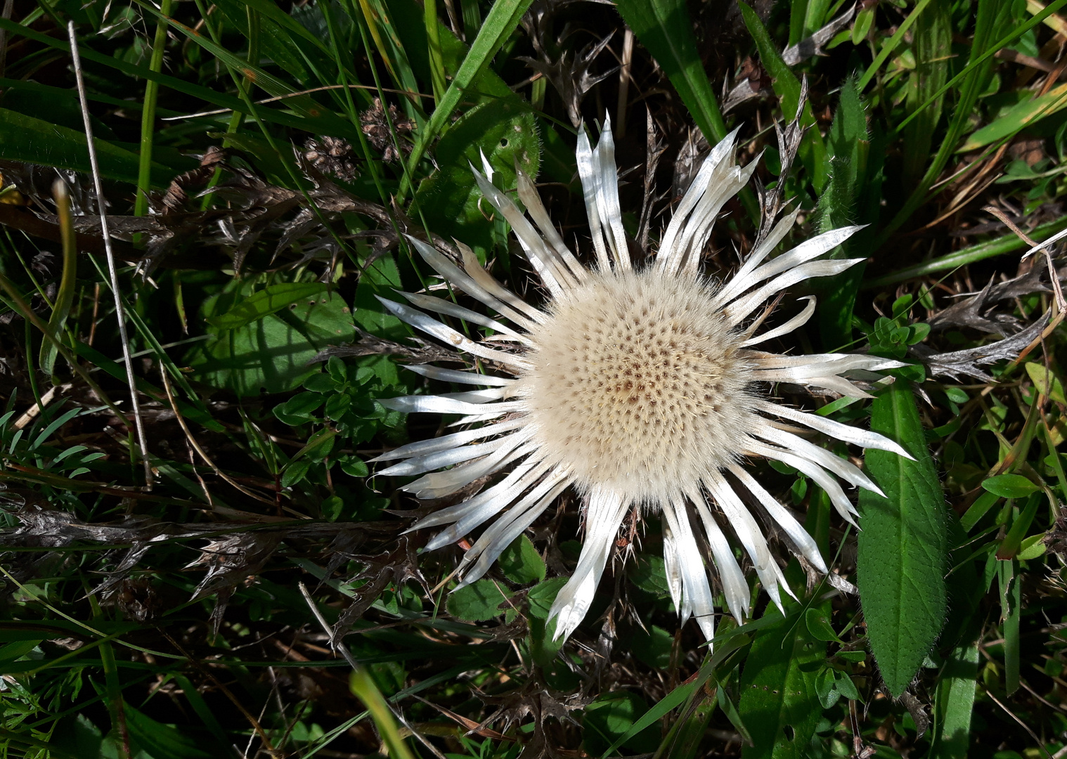 Silberdistel