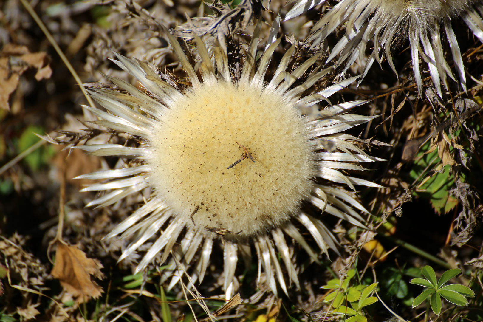 Silberdistel