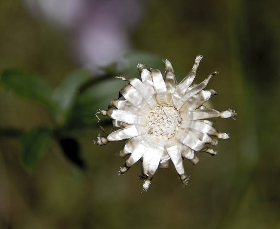 Silberdistel