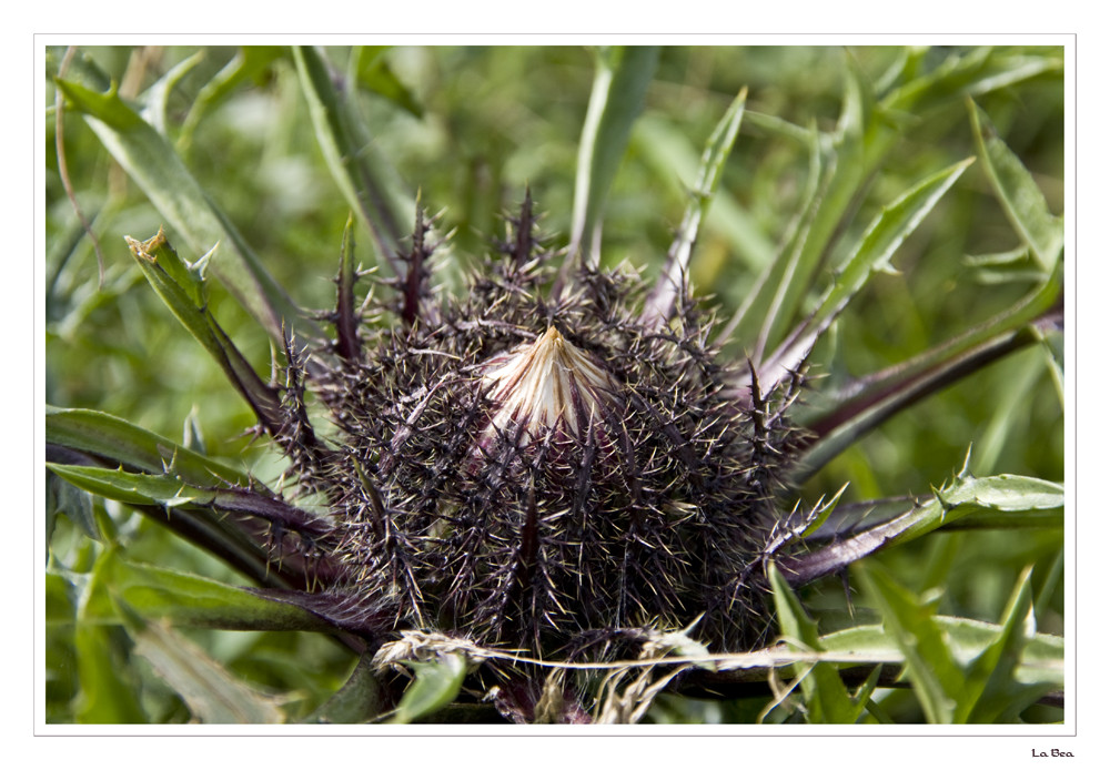 Silberdistel