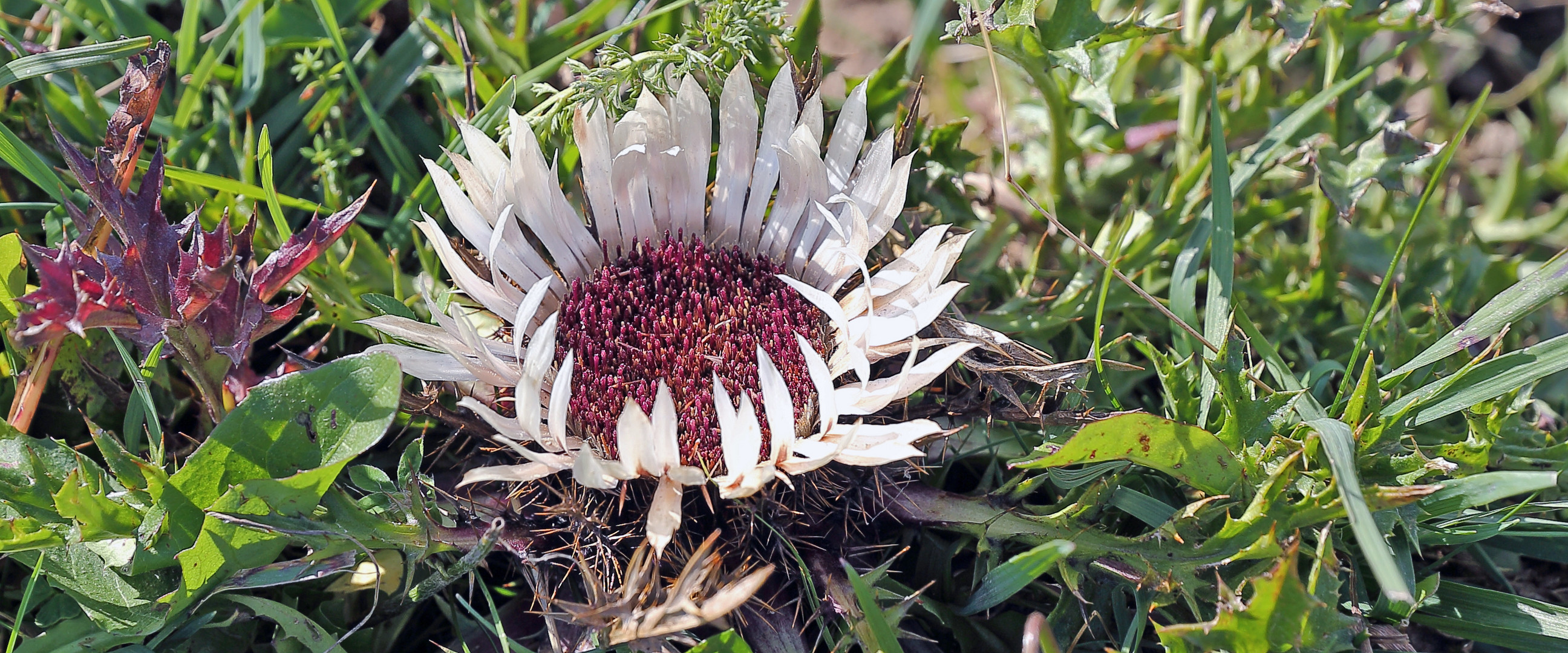 Silberdistel - calina acaulis am Naturstandort in den Alpen