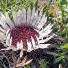 Silberdistel - calina acaulis am Naturstandort in den Alpen