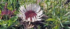 Silberdistel - calina acaulis am Naturstandort in den Alpen