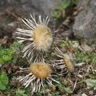 Silberdistel  -  Carlina acaulis