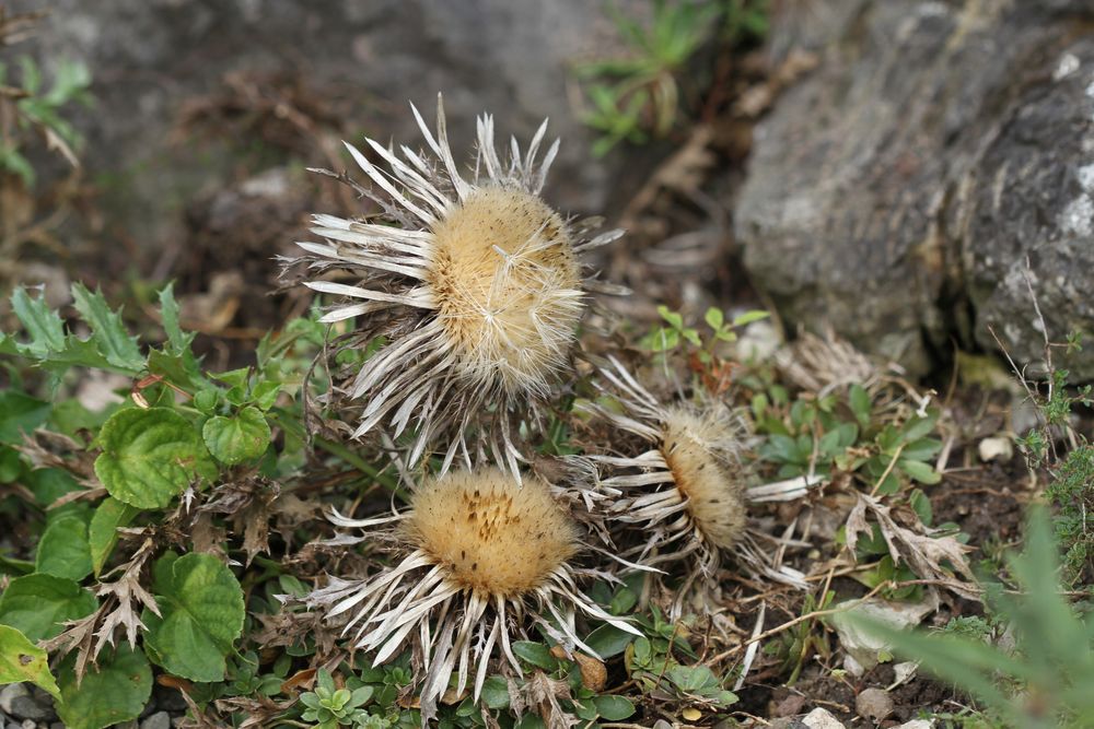 Silberdistel  -  Carlina acaulis