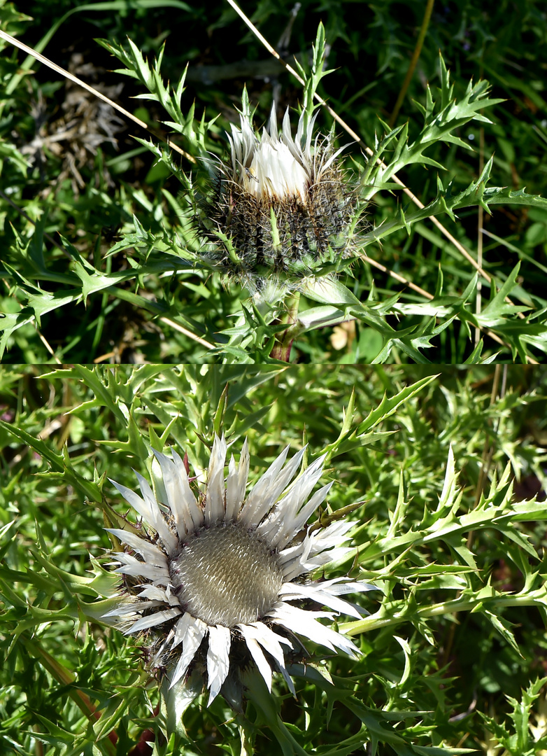 Silberdistel (Carlina acaulis)