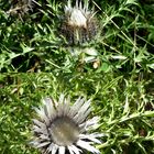 Silberdistel (Carlina acaulis)