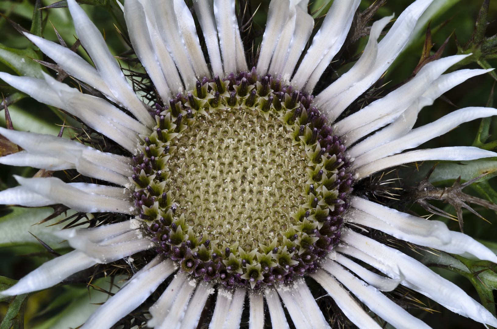 Silberdistel (Carlina acaulis)