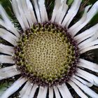 Silberdistel (Carlina acaulis)