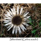 Silberdistel (Carlina acaulis)