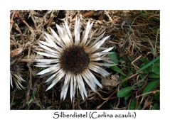 Silberdistel (Carlina acaulis)