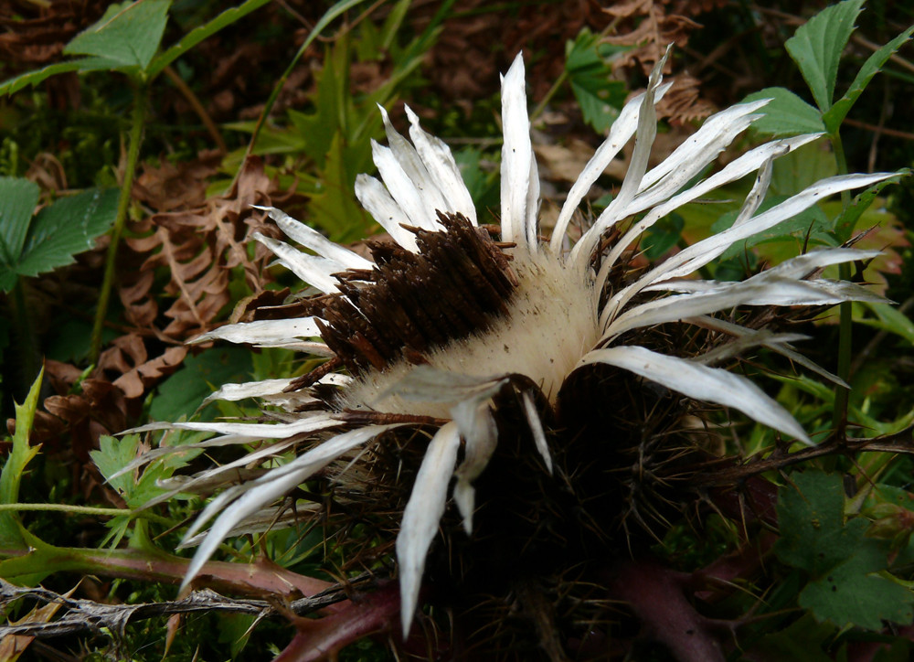 Silberdistel, Carlina acaulis