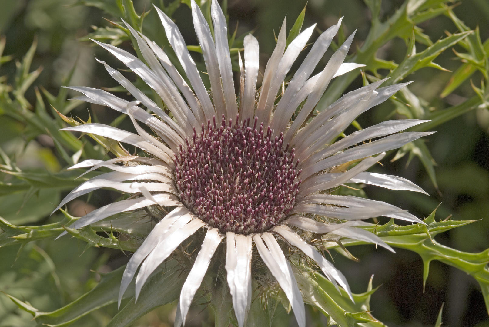 Silberdistel (Carlina acaulis)