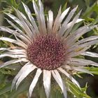 Silberdistel (Carlina acaulis)