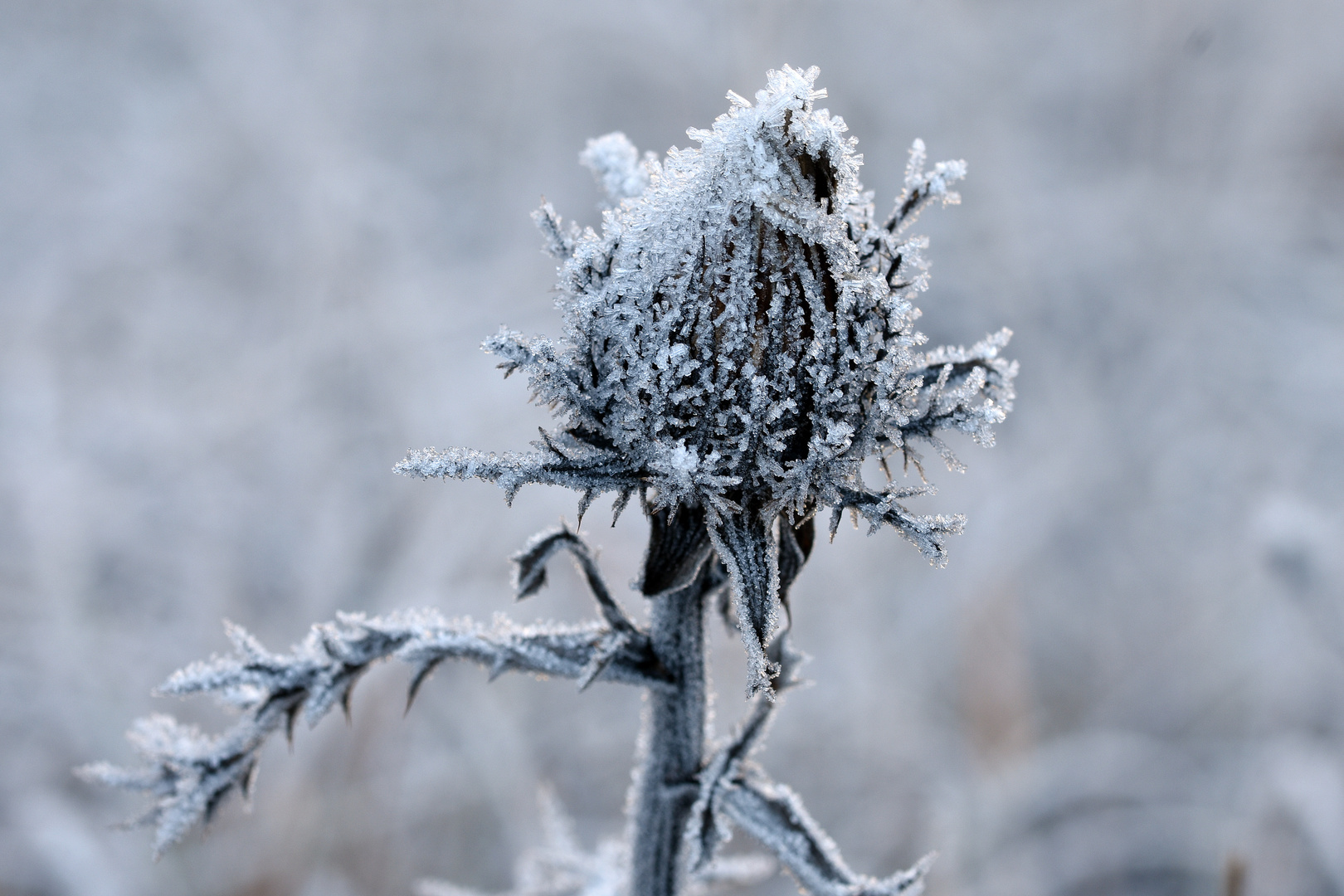 Silberdistel (Carlina acaulis)