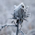 Silberdistel (Carlina acaulis)