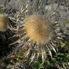 Silberdistel (Carlina acaulis) - Fruchtstand mit Schirmchen