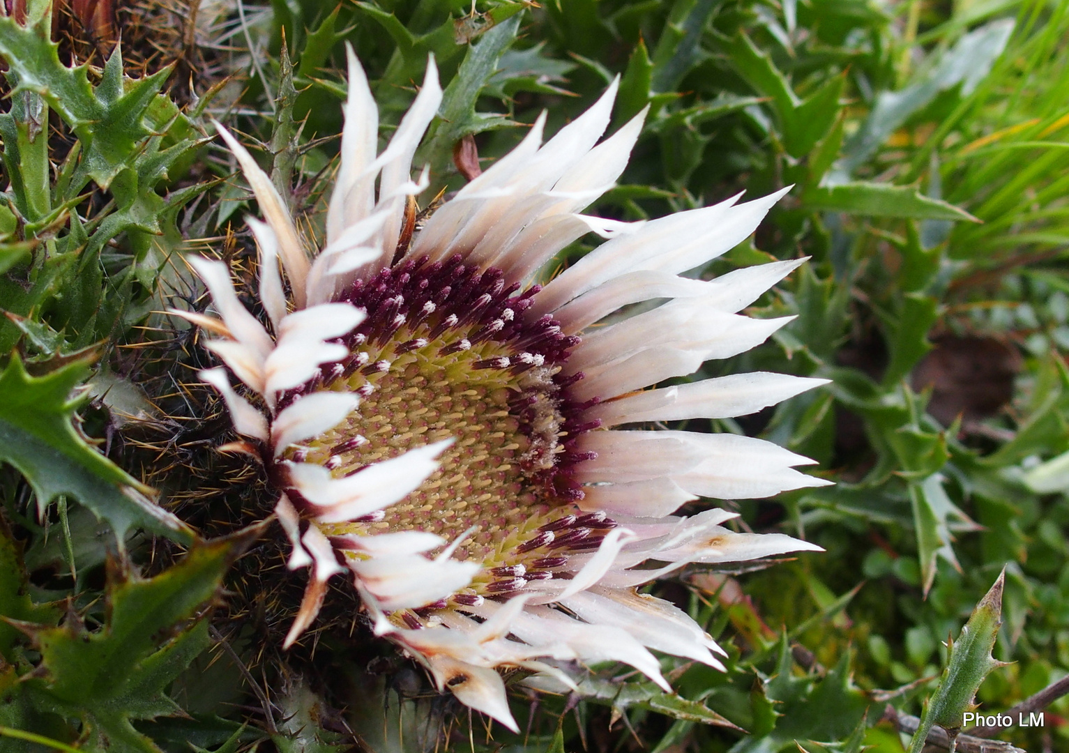 Silberdistel 'Carlina acaulis subsp. caulescens'