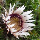 Silberdistel 'Carlina acaulis subsp. caulescens'