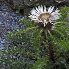 Silberdistel - carlina acaulis...und ihre besonderen Fähigkeiten...