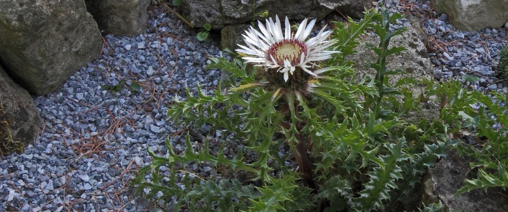 Silberdistel - carlina acaulis...und ihre besonderen Fähigkeiten...