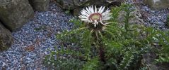 Silberdistel - carlina acaulis...und ihre besonderen Fähigkeiten...