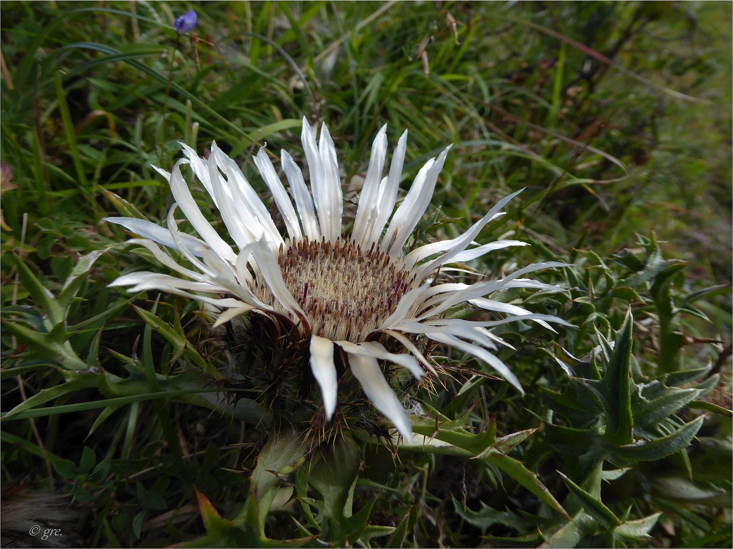 Silberdistel