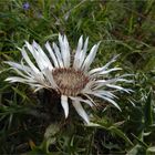 Silberdistel