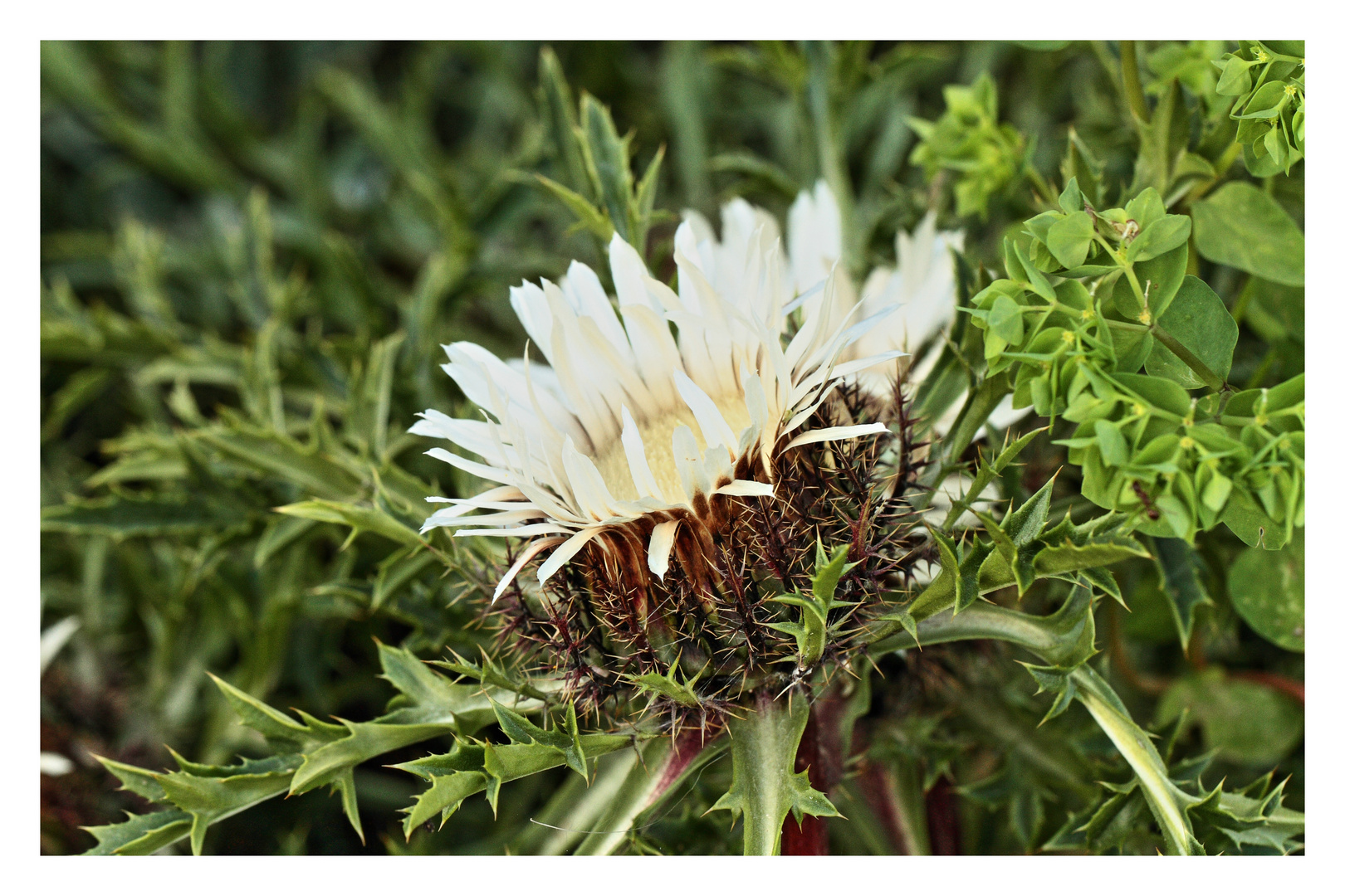 Silberdistel