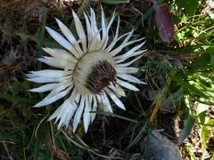 Silberdistel