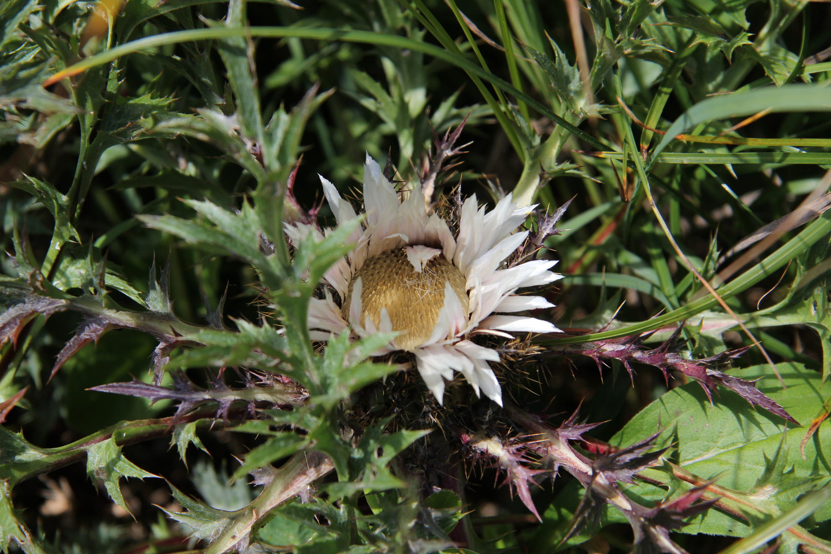 Silberdistel