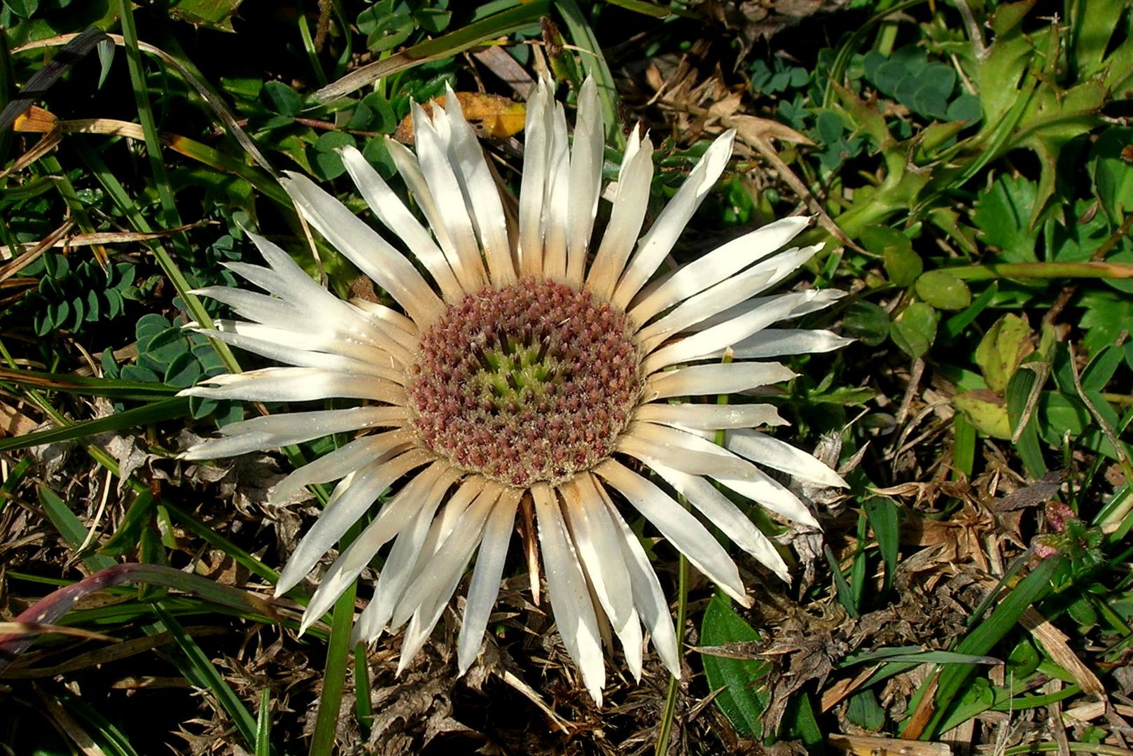 Silberdistel