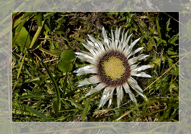 Silberdistel