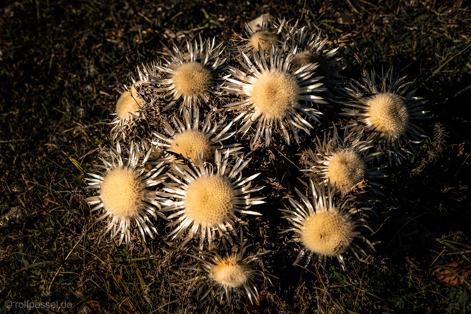 Silberdistel