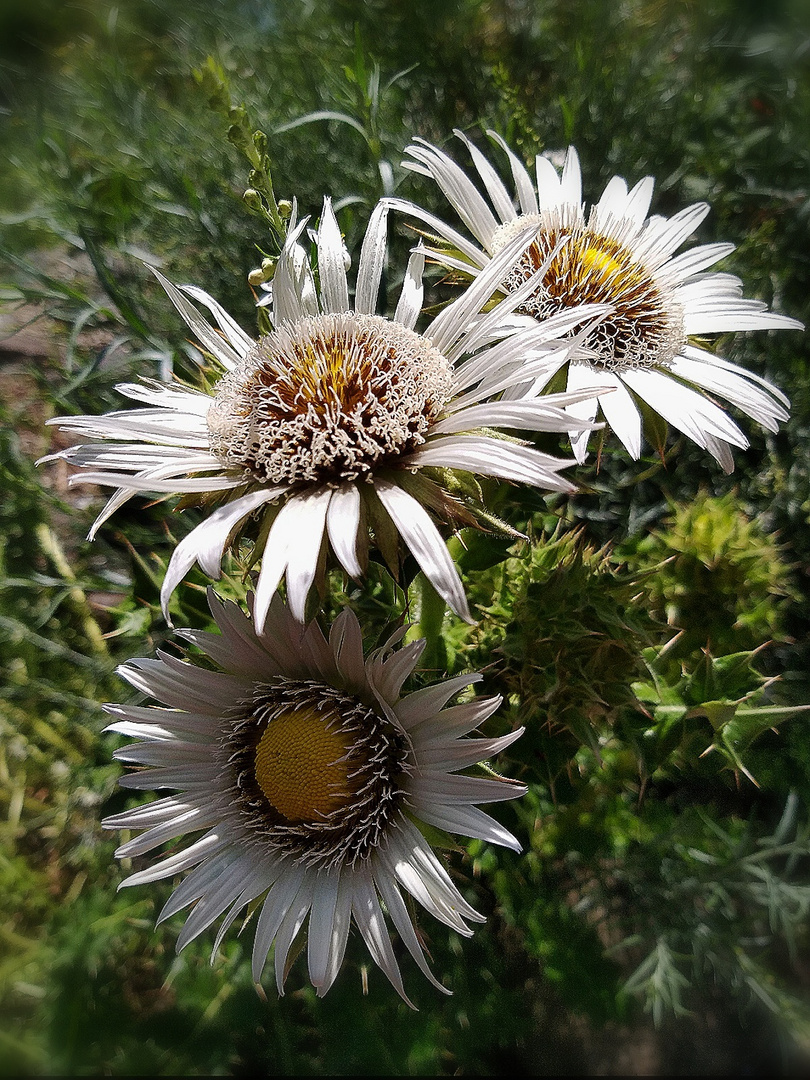 Silberdistel