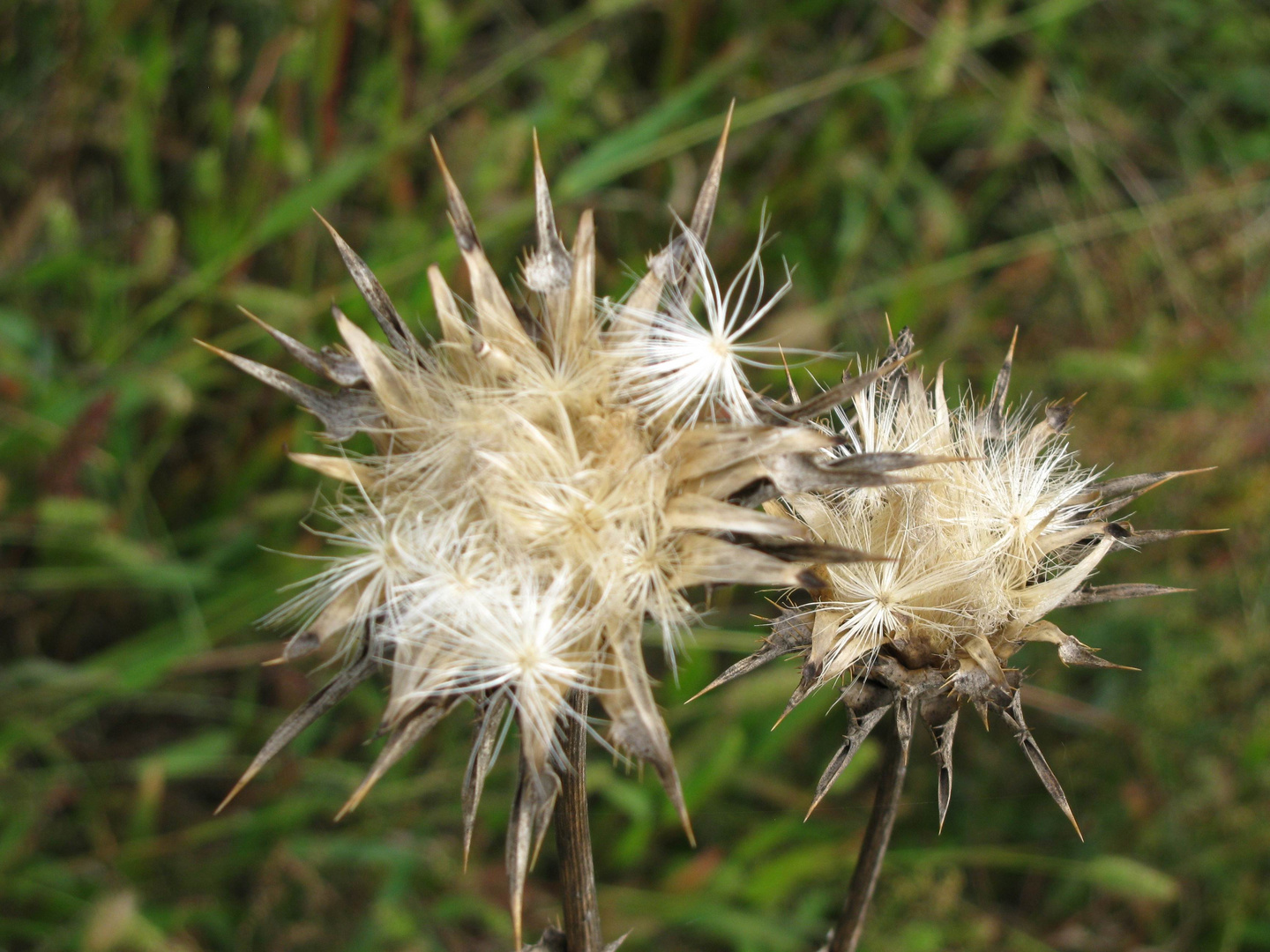 Silberdistel