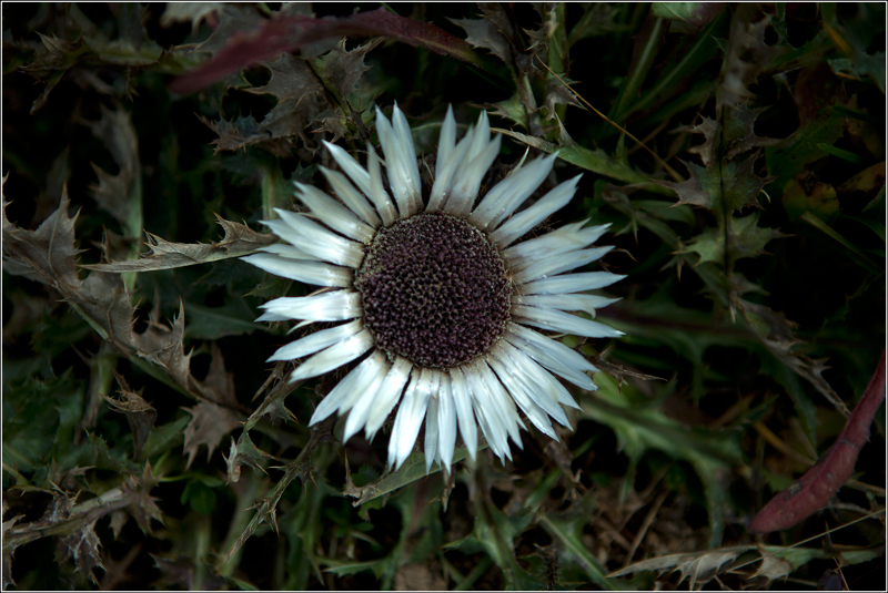 Silberdistel