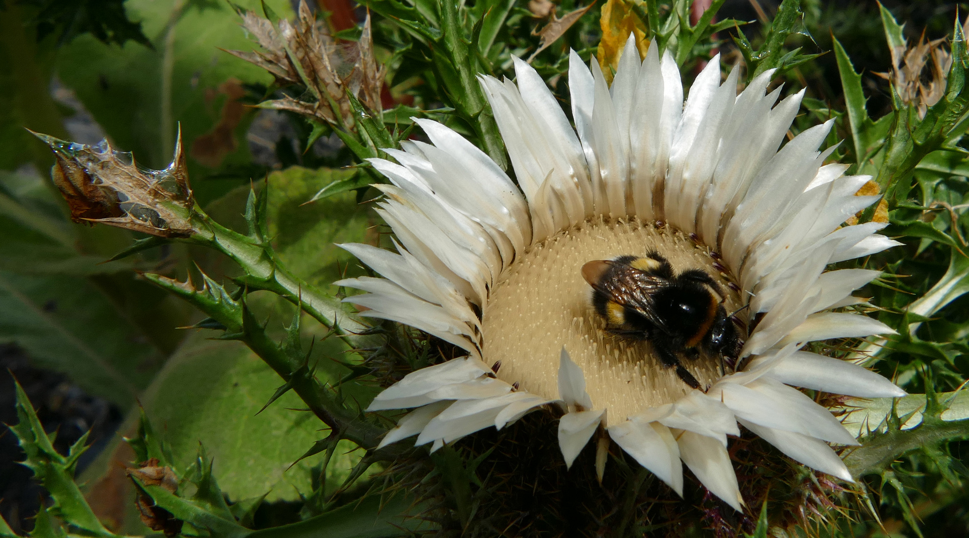 Silberdistel