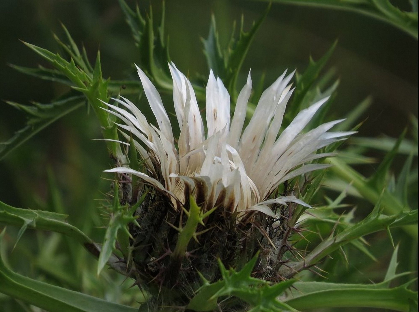 Silberdistel