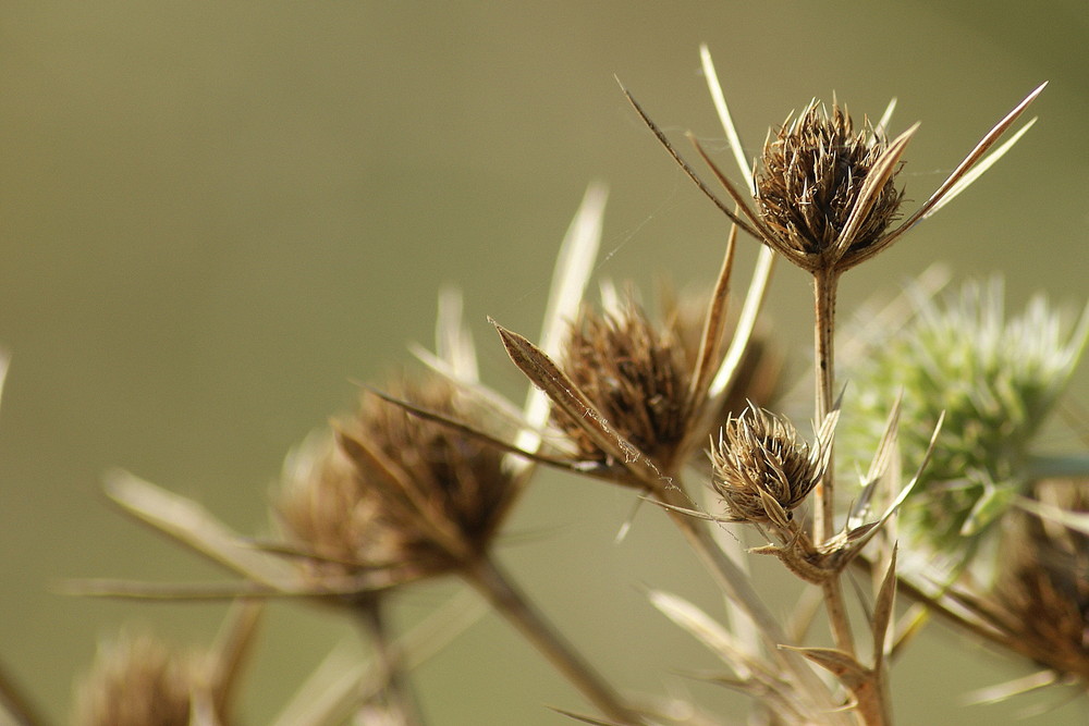 Silberdistel?